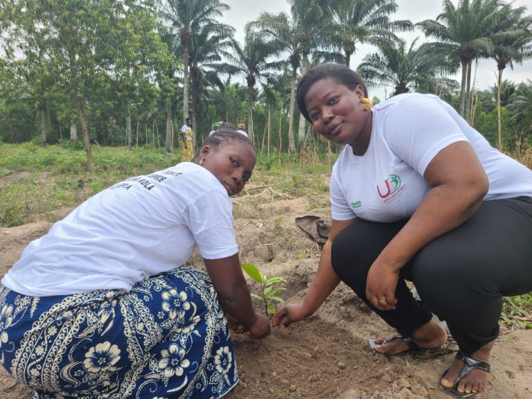 <strong>Le Garcinia Kola : Reproduction des plants et croissance, clés de sa valorisation</strong>